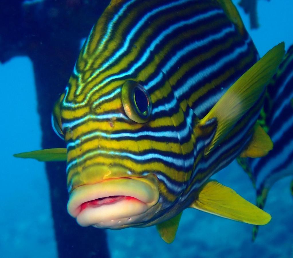 Ocean Sun Dive Resort Tulamben Εξωτερικό φωτογραφία